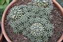 MAMMILLARIA COMPRESSA.jpg